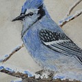 Blue Jay Rest